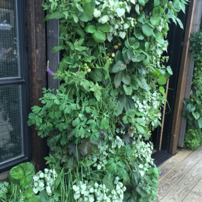 green living wall herb wall installer top company