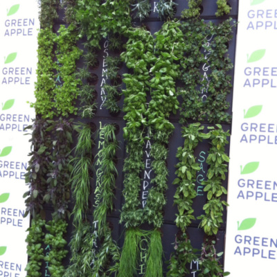 herb green wall on the today show tv