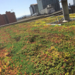 green living roofs installer company