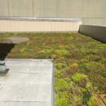 green living roofsinstaller company