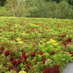 green living roofs installer company
