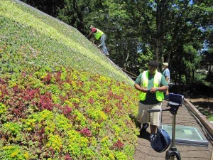 green living roof panel sloped roofs